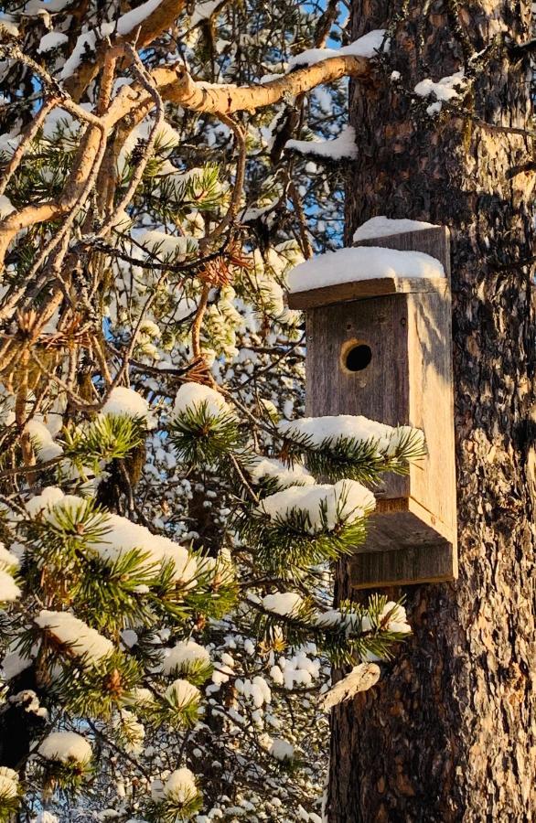 Off-Grid Cabin In Nattavaara Lapland 外观 照片